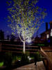 landscape lighting