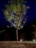 landscape lighting